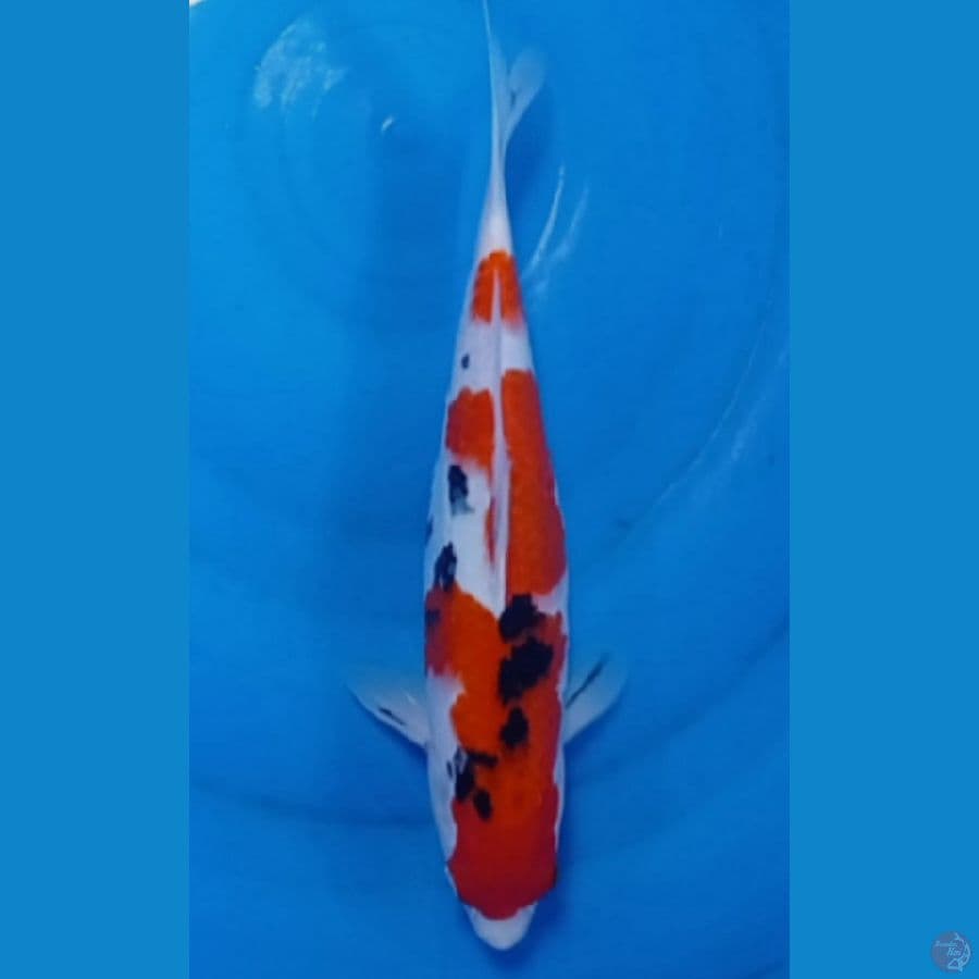 sanke 30 cm