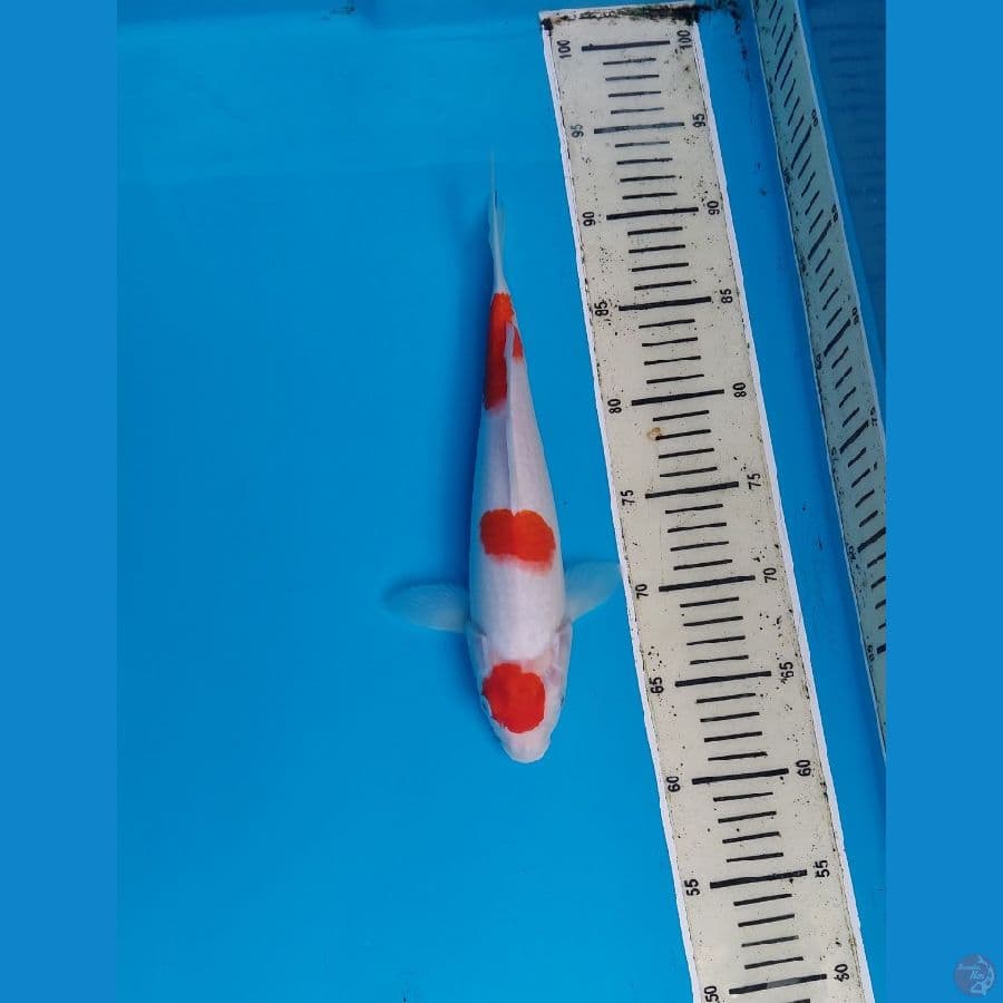 maruten kohaku ori