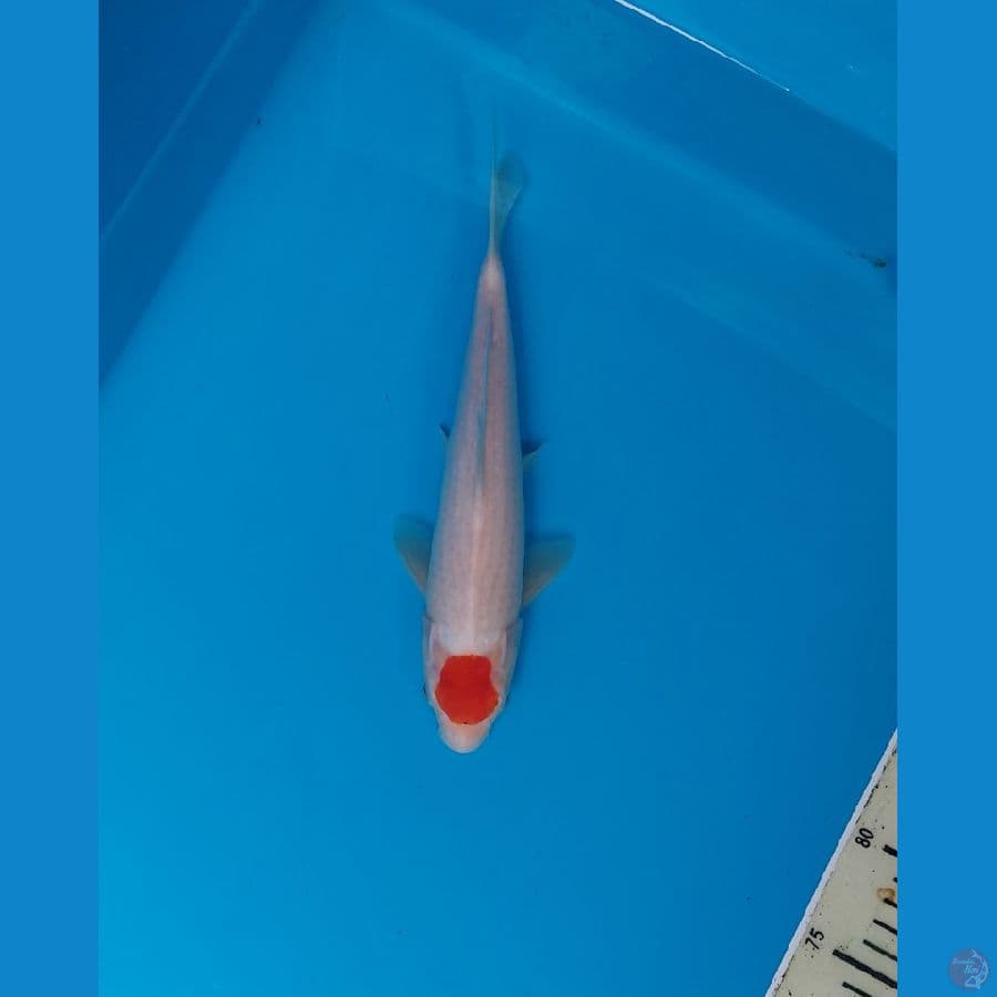tancho kohaku ori
