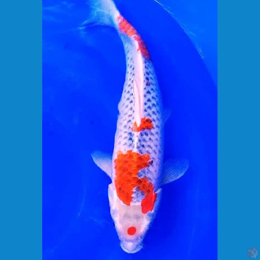 jumbo goshiki maruten suspect male 44 cm