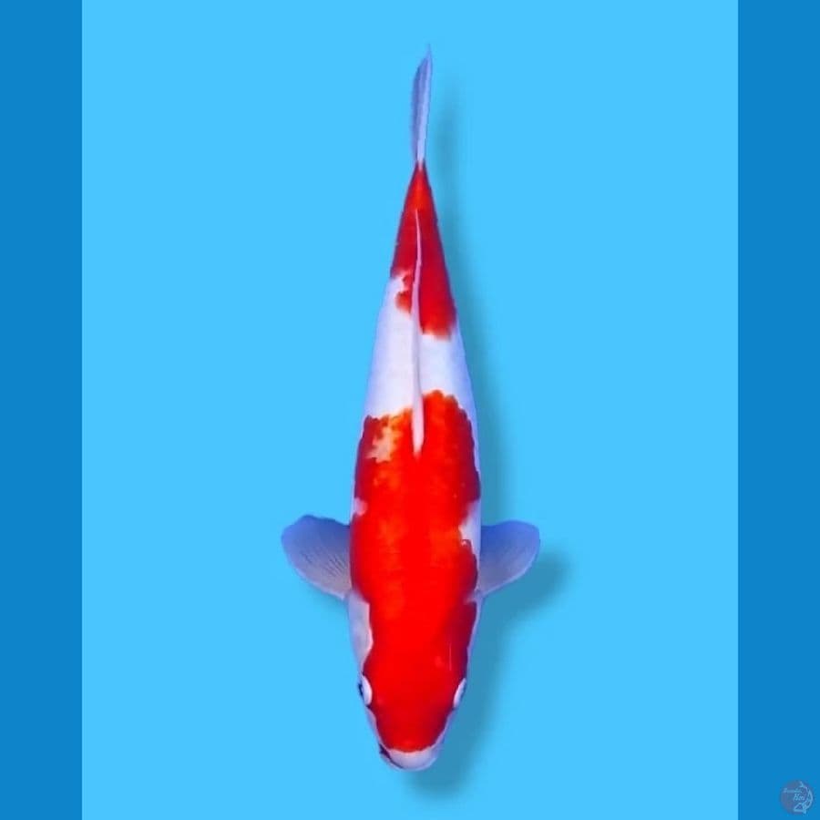 Kohaku 38 FM