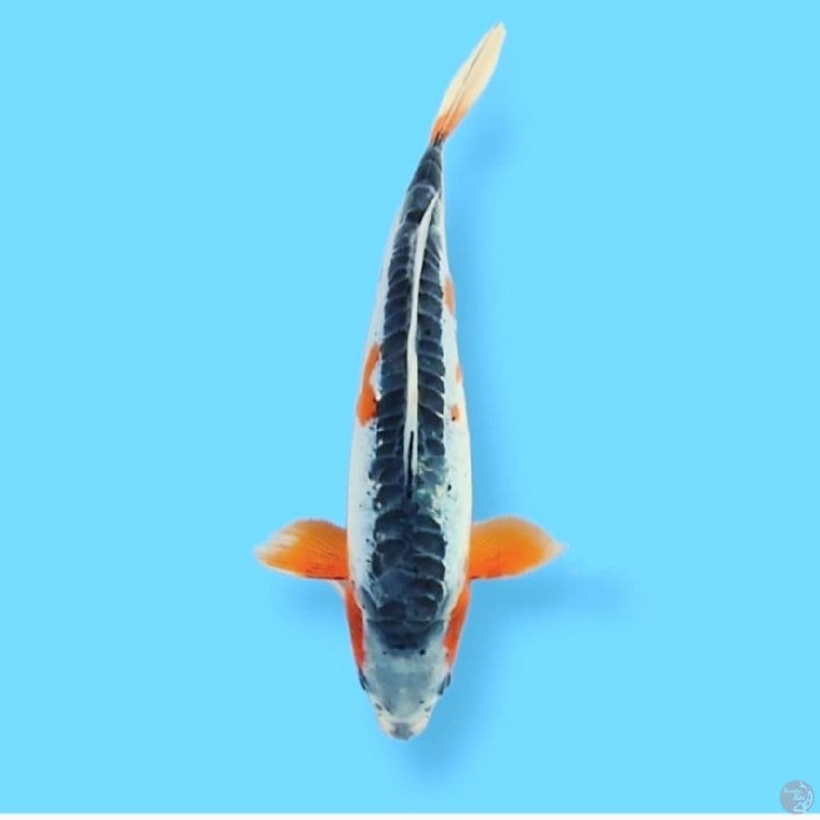 Hana Shusui 30CM FM