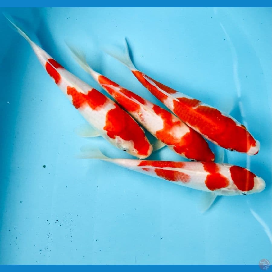 paket kohaku 20bu
