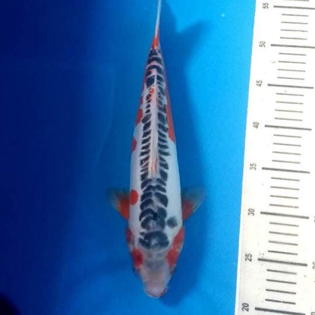 Super shusui F1 mewah 38cm