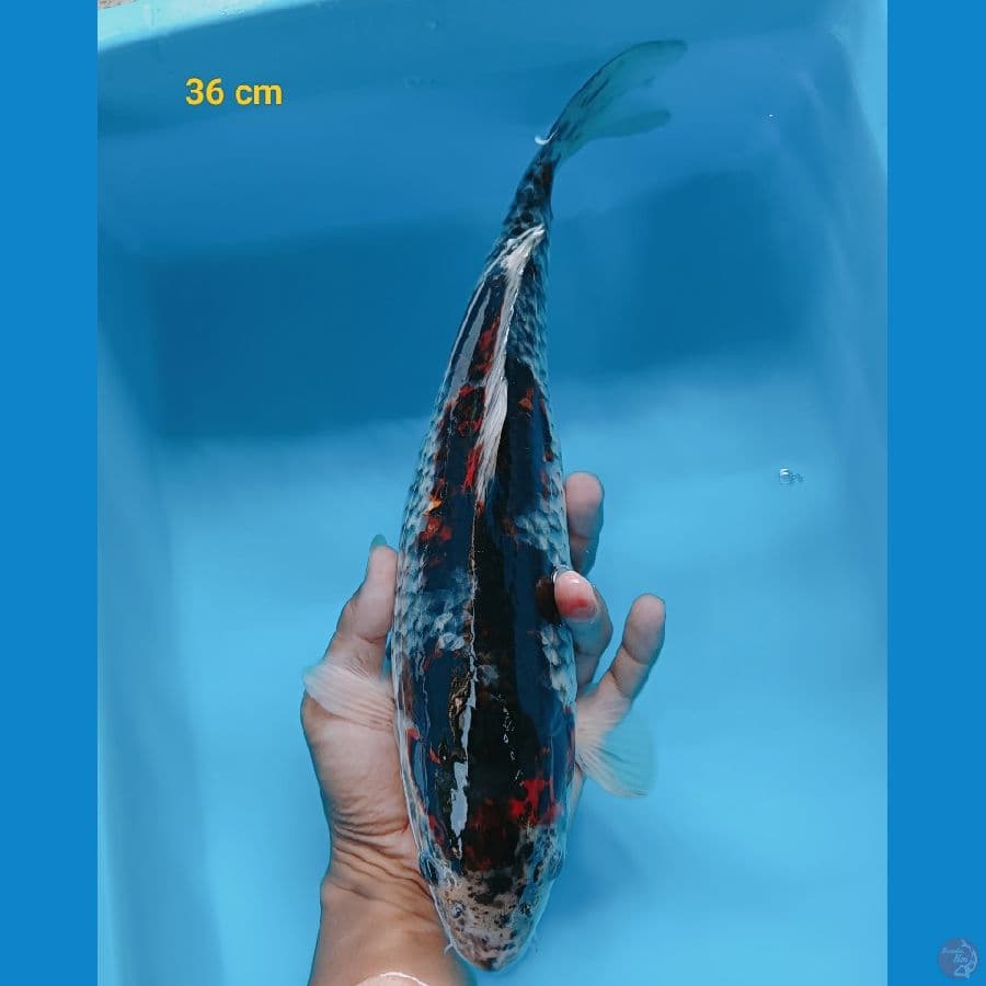 Goshiki 36 cm