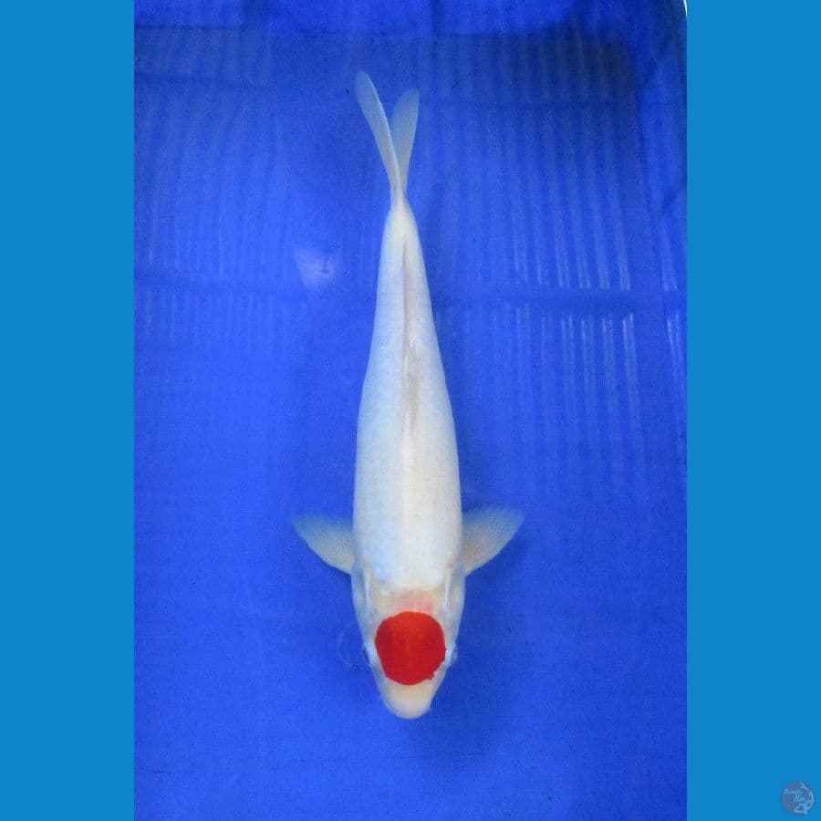 tancho ±38cm