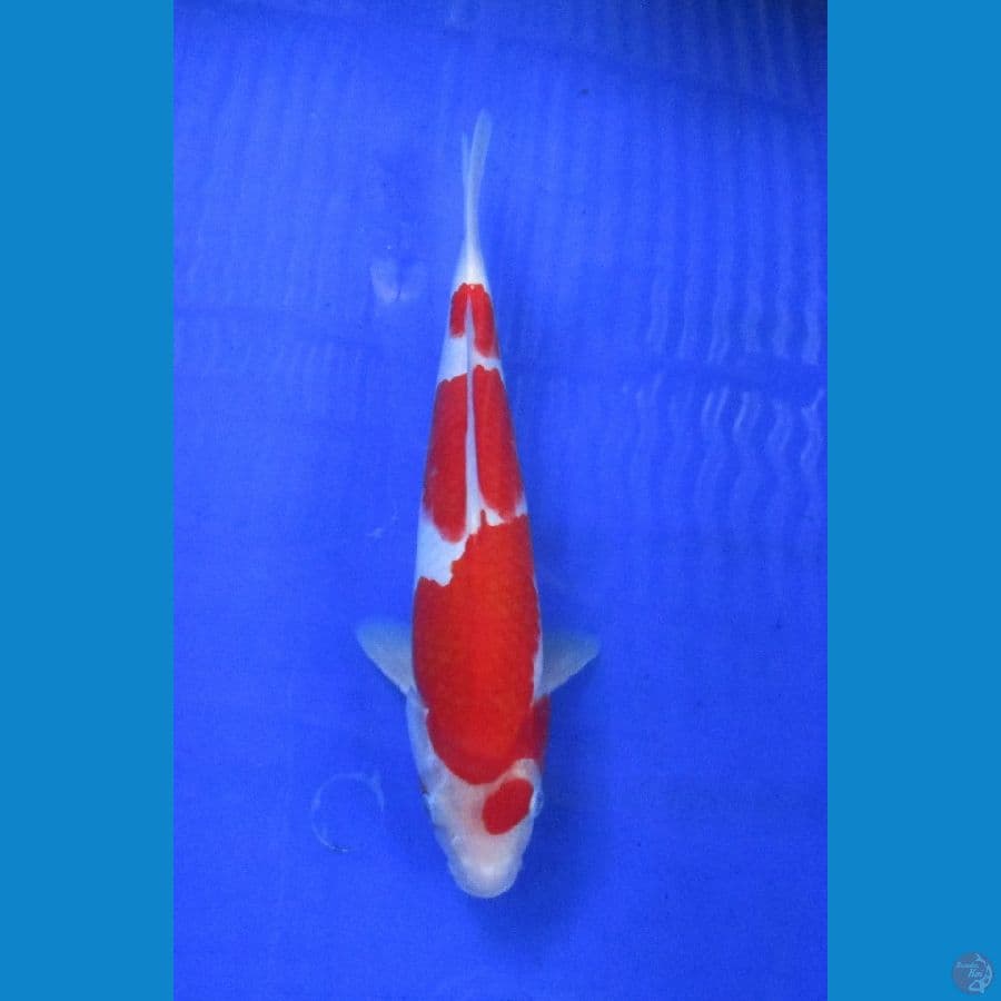 kohaku ±29cm 