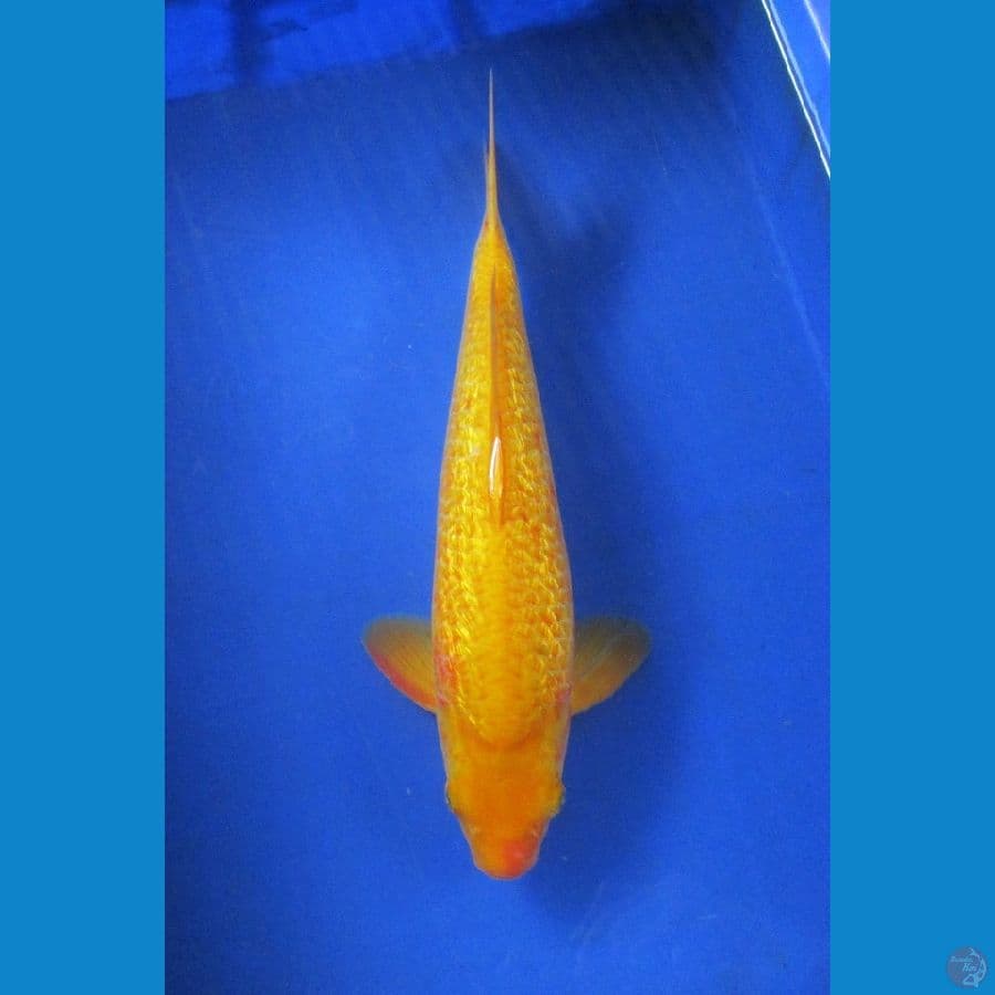 karashi ginrin ±38cm super bulky