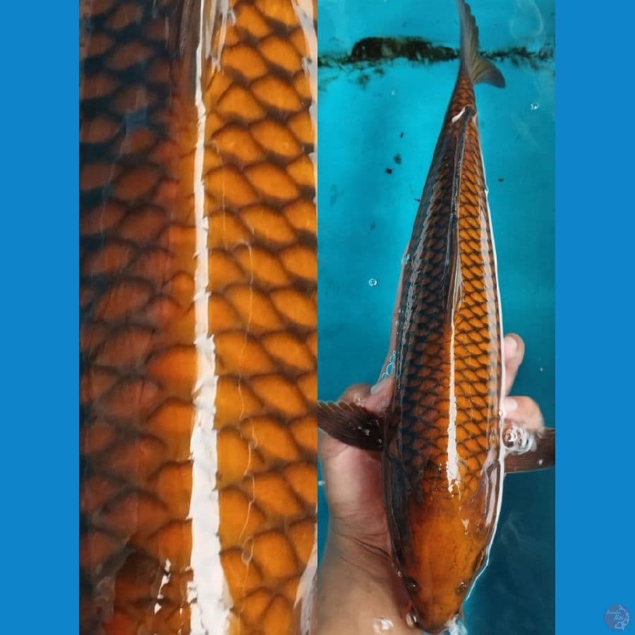 TEMBAGA MURNI SUPERSTRONG 42CM