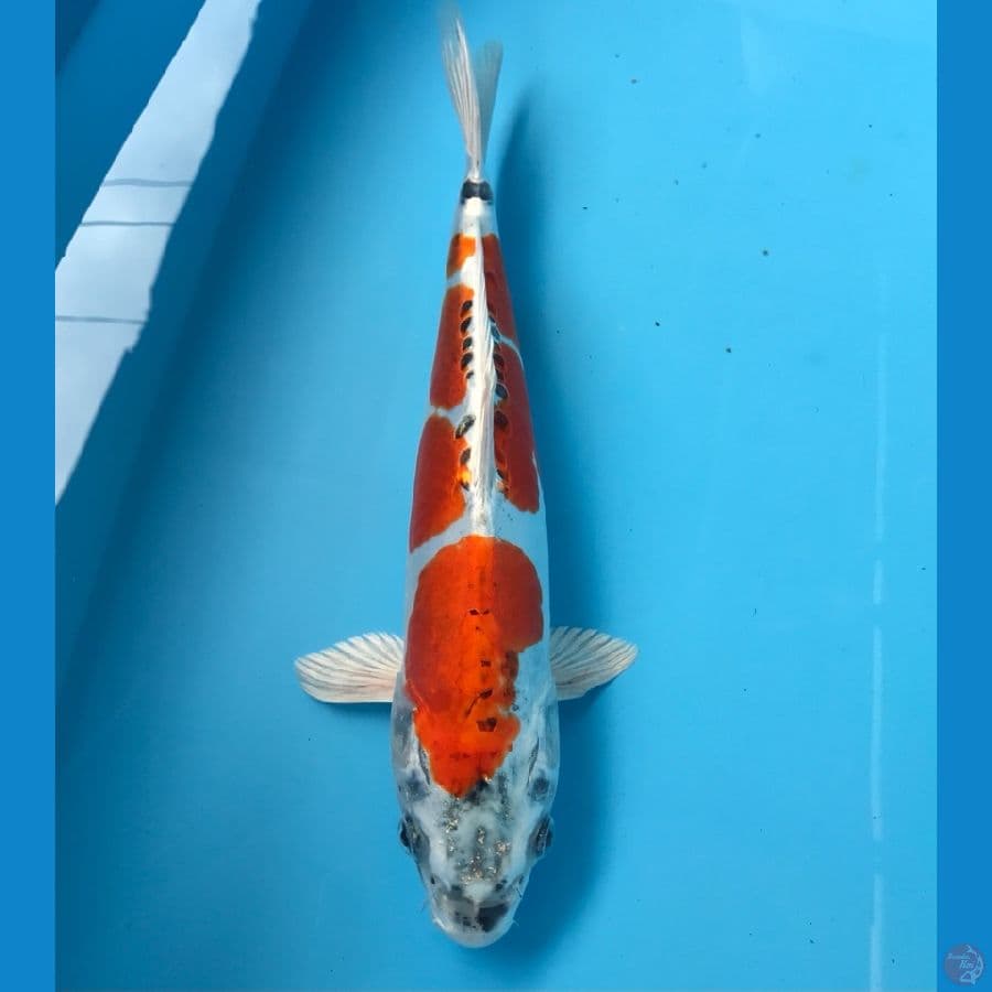 kujaku doit, 30cm