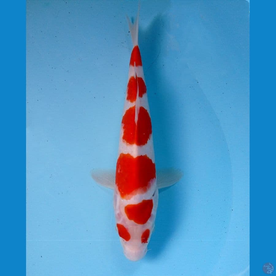kohaku 25cm
