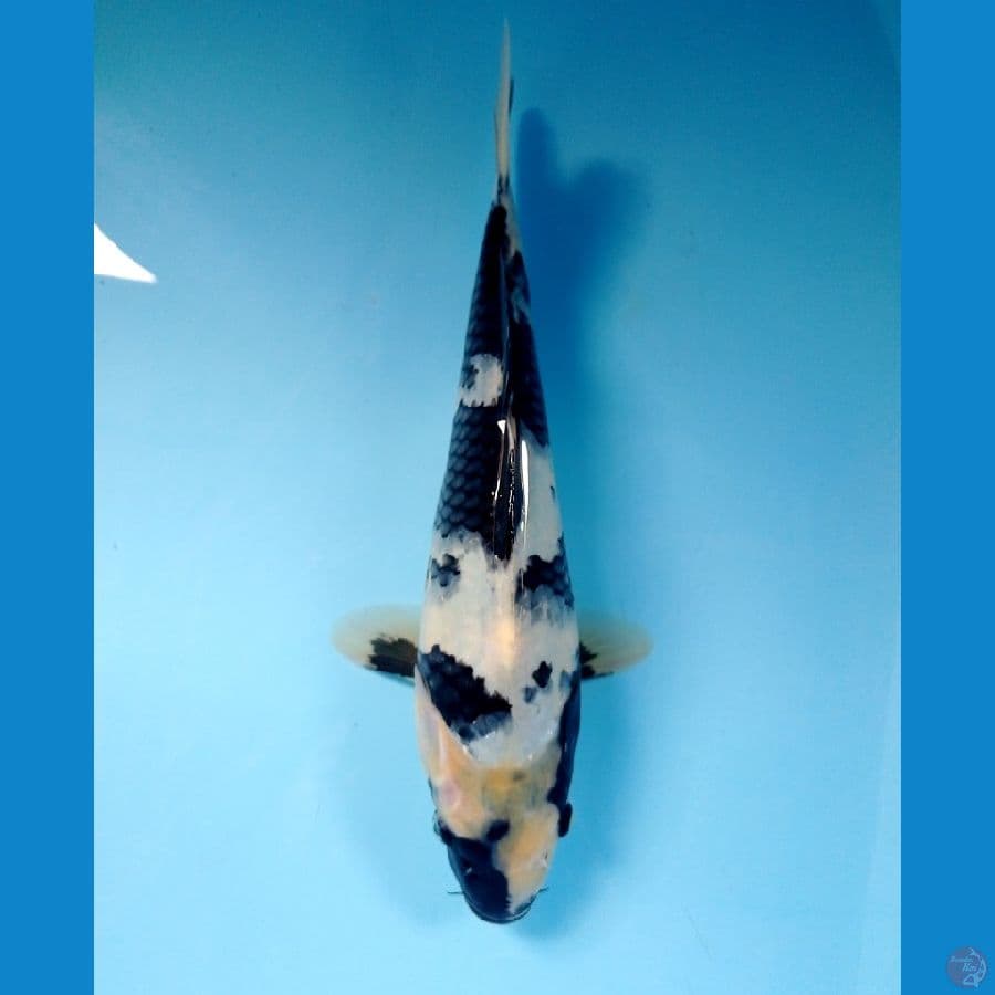 shiro 24 cm