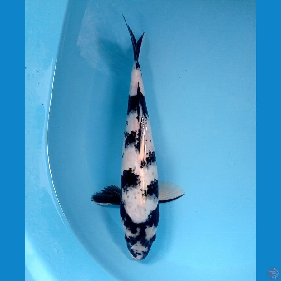 shiro 30 cm