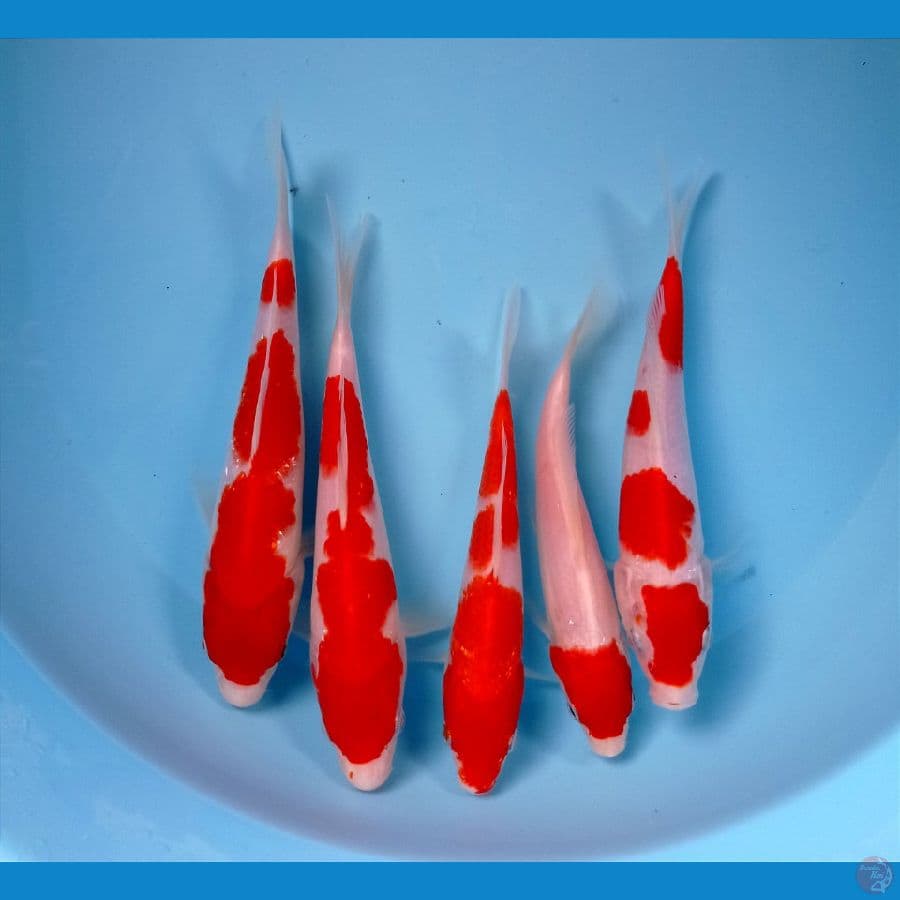 kohaku 17-20cm