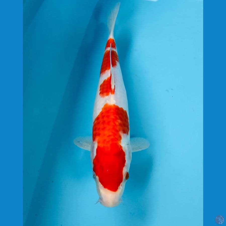 kohaku 28 cm