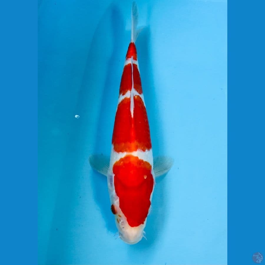 kohaku 27cm