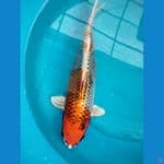 asnawi koi