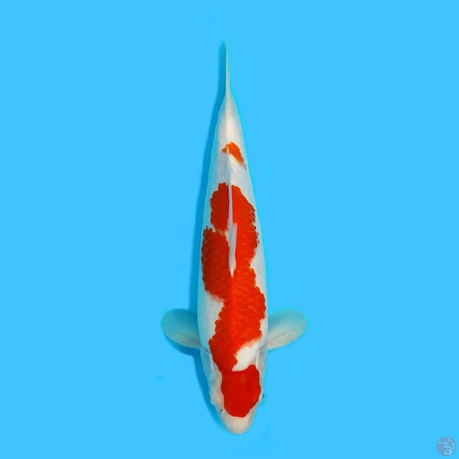 Kohaku 35cm HQ Female bulky berpunuk