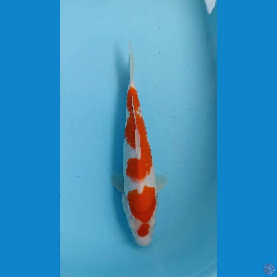 kohaku 28cm