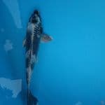 kinshiro 26 cm