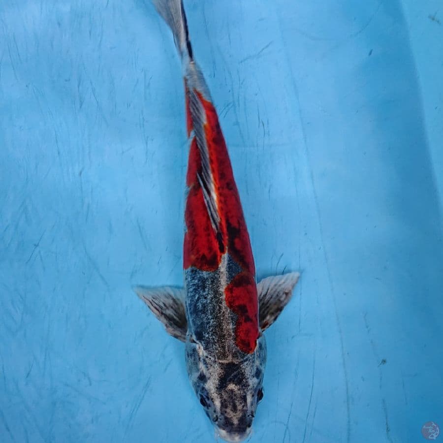 BENIKIKO 30 CM