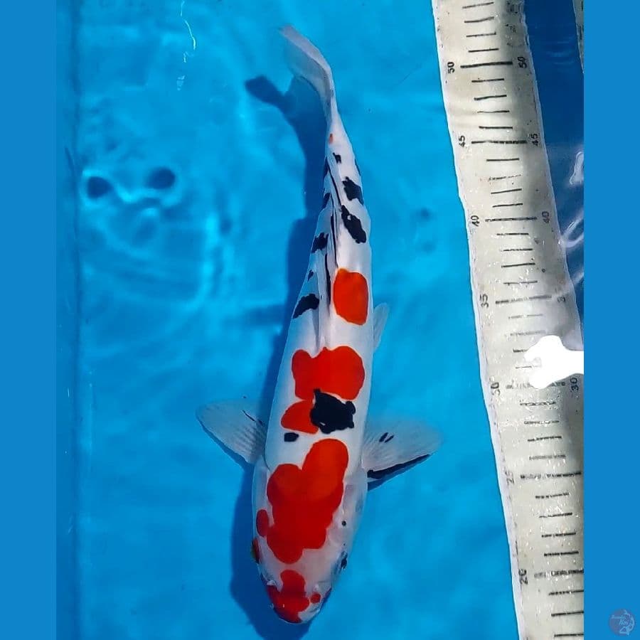 SANKE DOITSU 33 CM