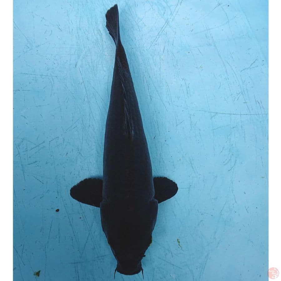 KARASU 31 CM