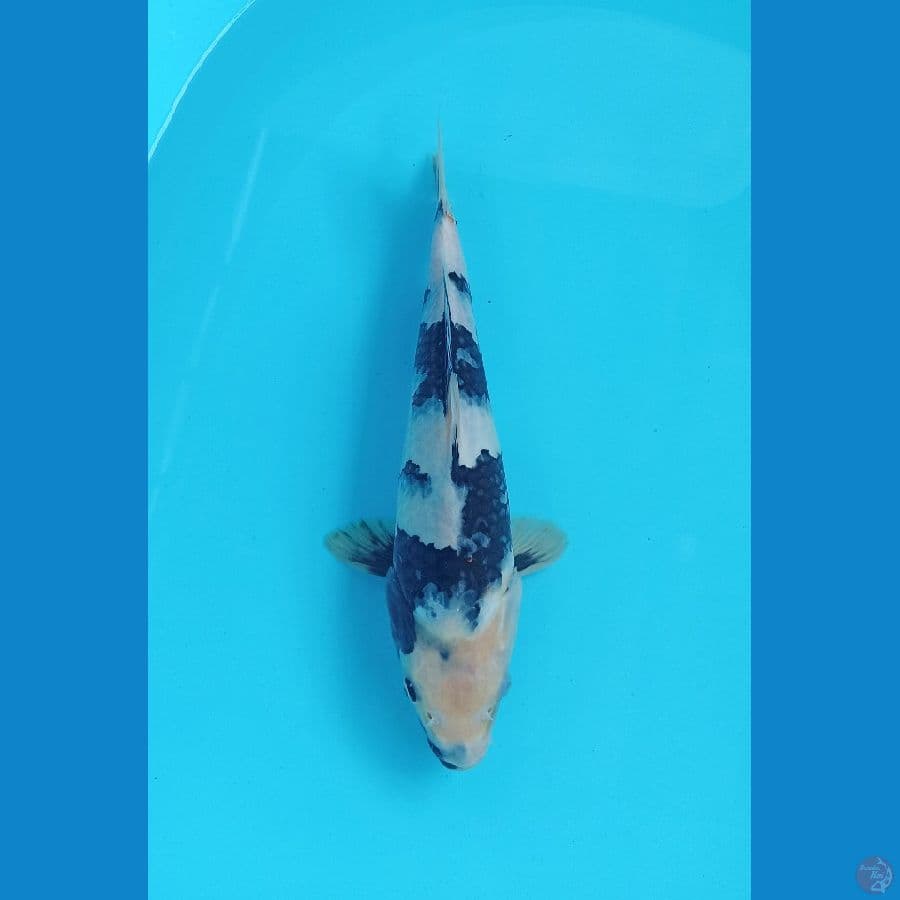 shiro 28cm