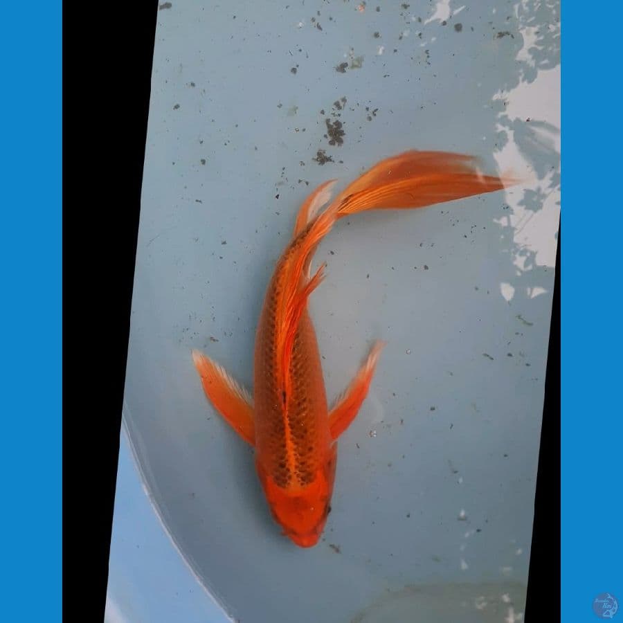 Kumpay ki matshuba 35 cm