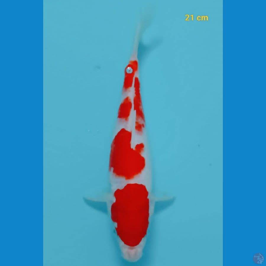kohaku minion 21 cm