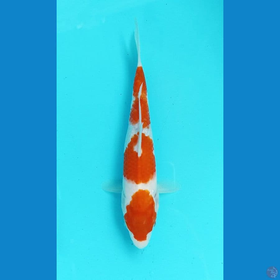 kohaku 20cm 