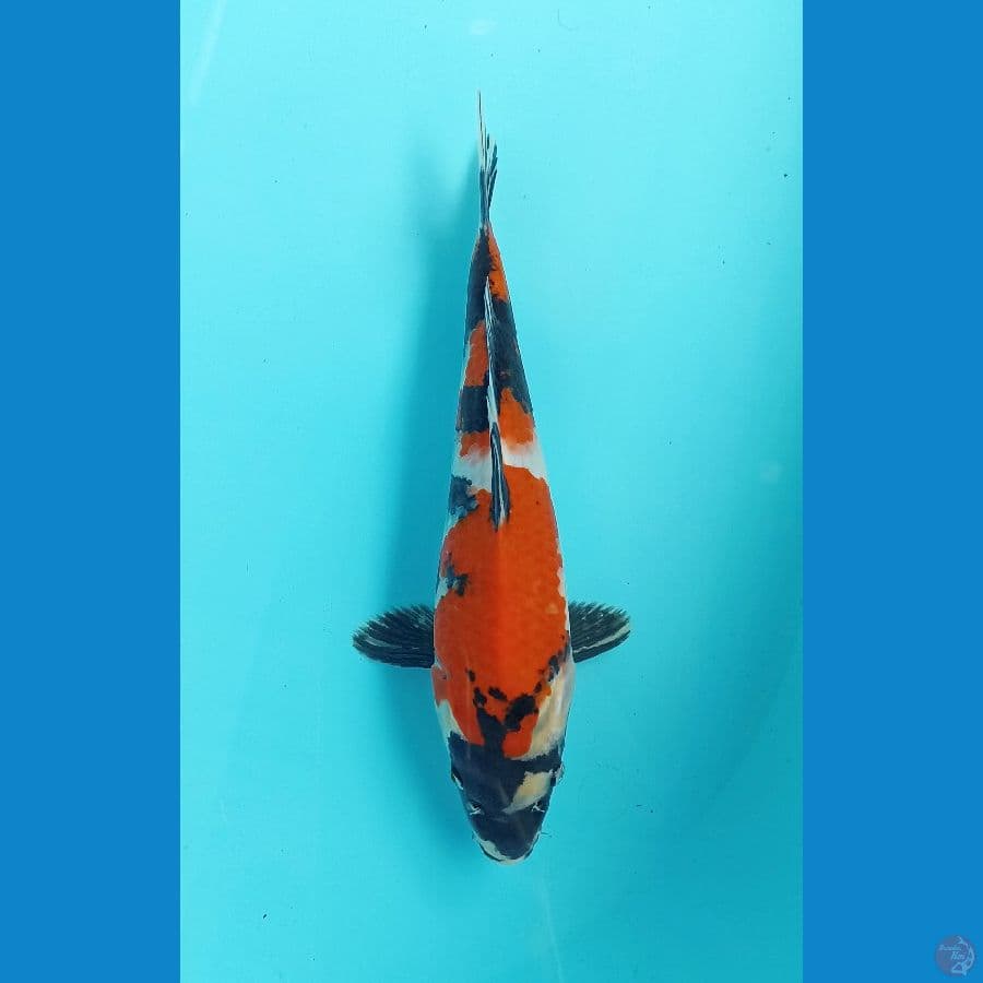 showa 23cm