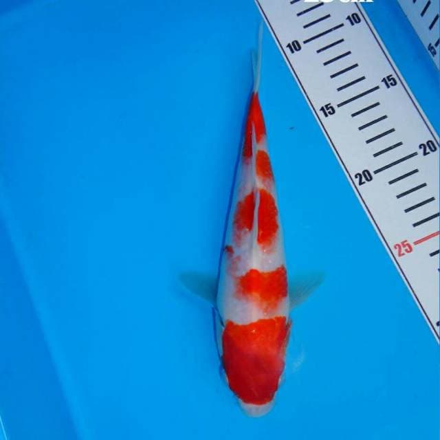 Kohaku joss
