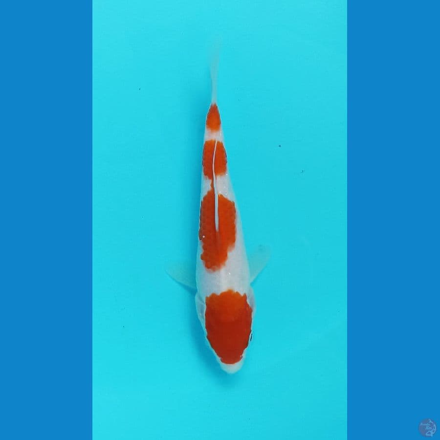 kohaku 15cm