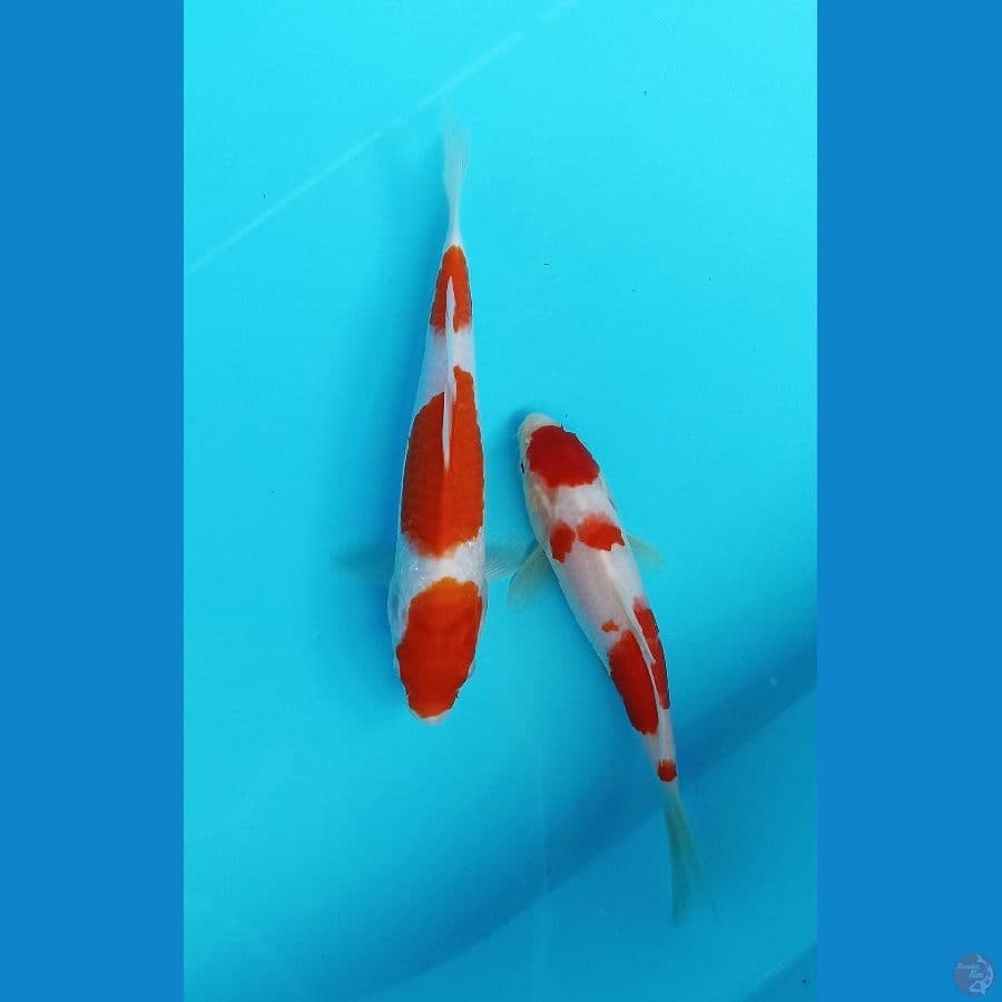 kohaku 18/20cm