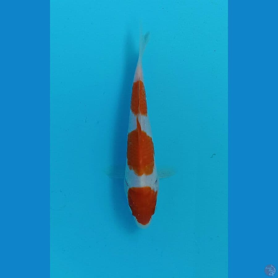 kohaku 17cm
