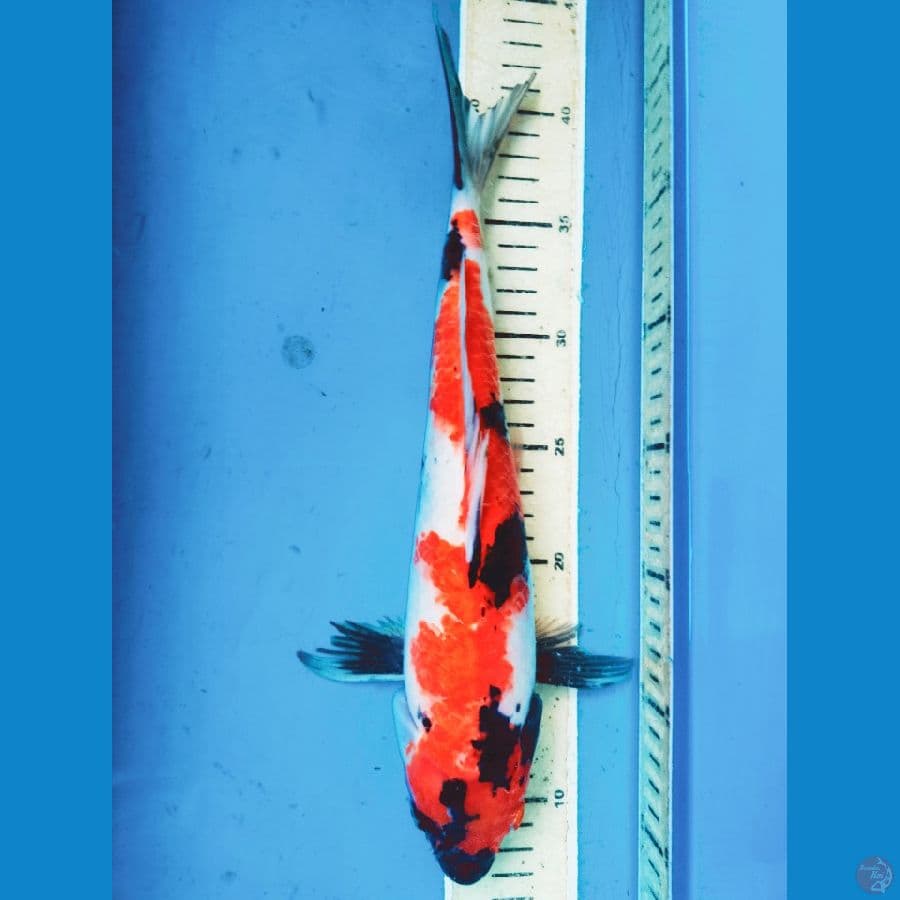 Showa | 35cm | betina