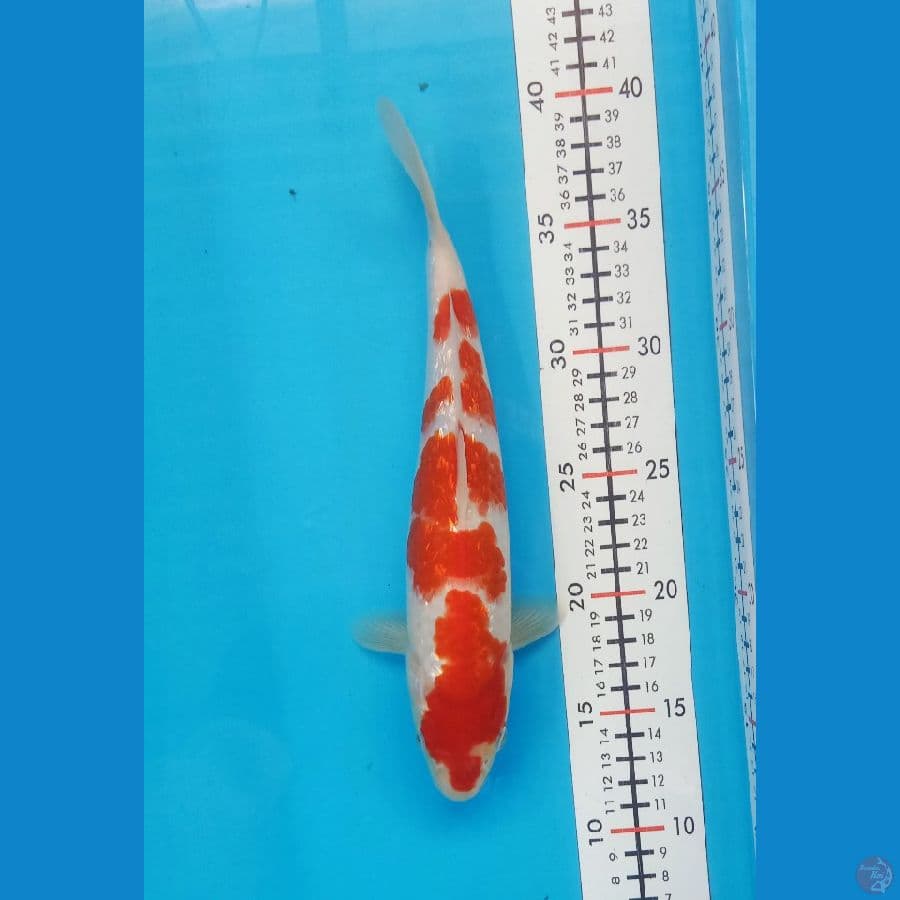 Kohaku gindrin size 26 cm