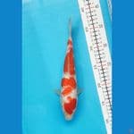 Kohaku gindrin size 26 cm