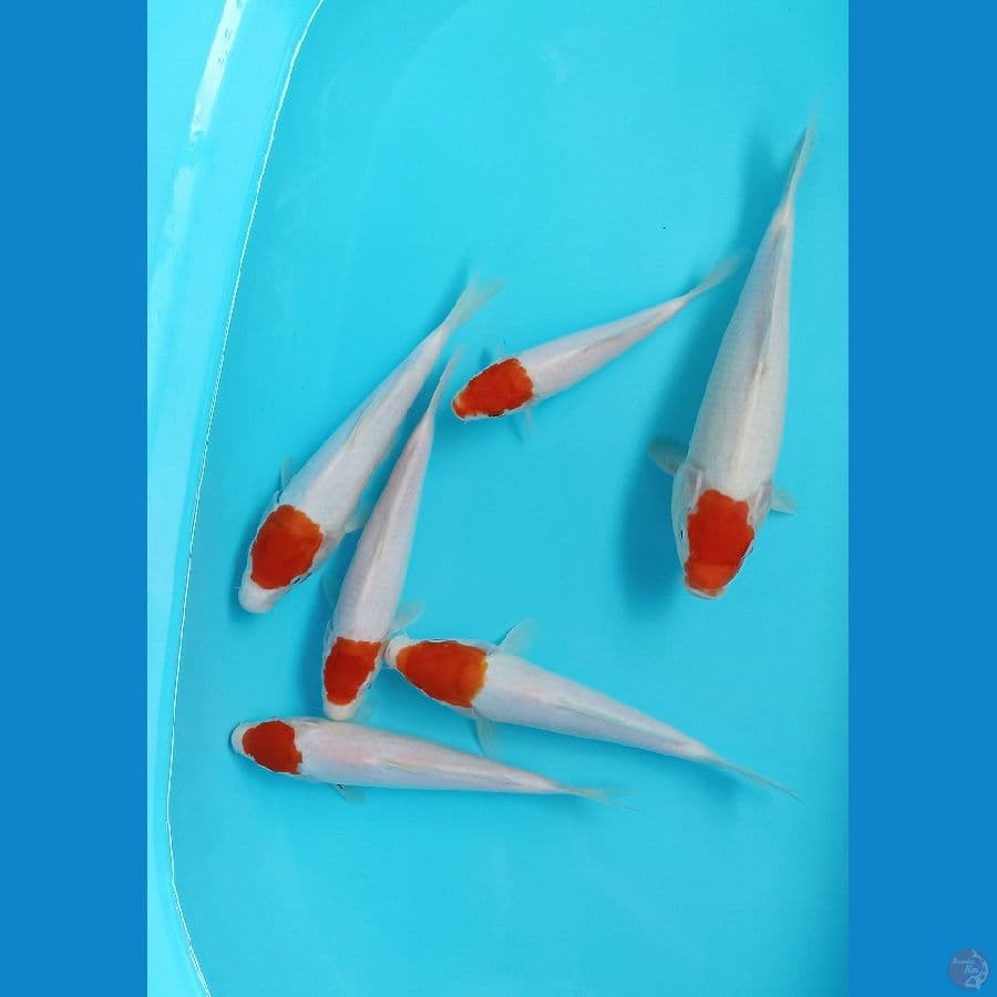 tancho 20/27cm