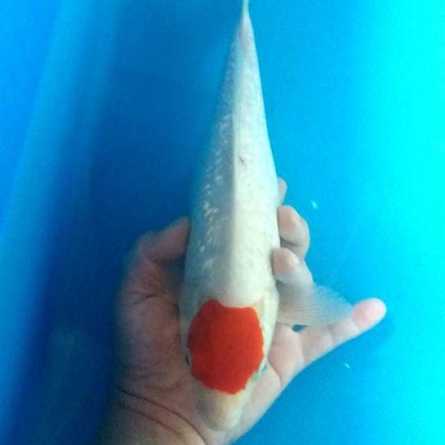 Tancho kohaku merah merona bling bling 32cm