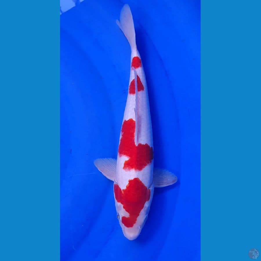 KOHAKU