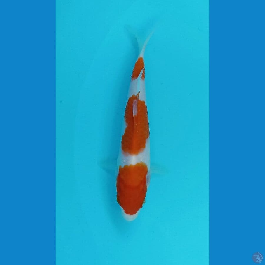 kohaku 16cm
