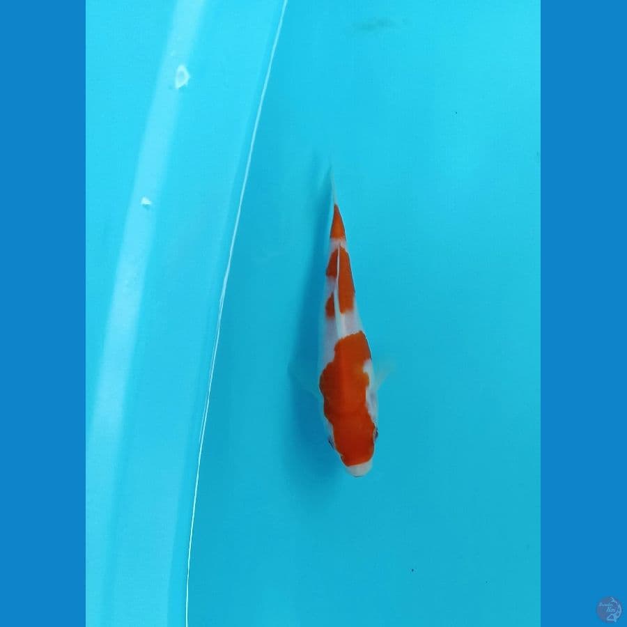 kohaku 17cm