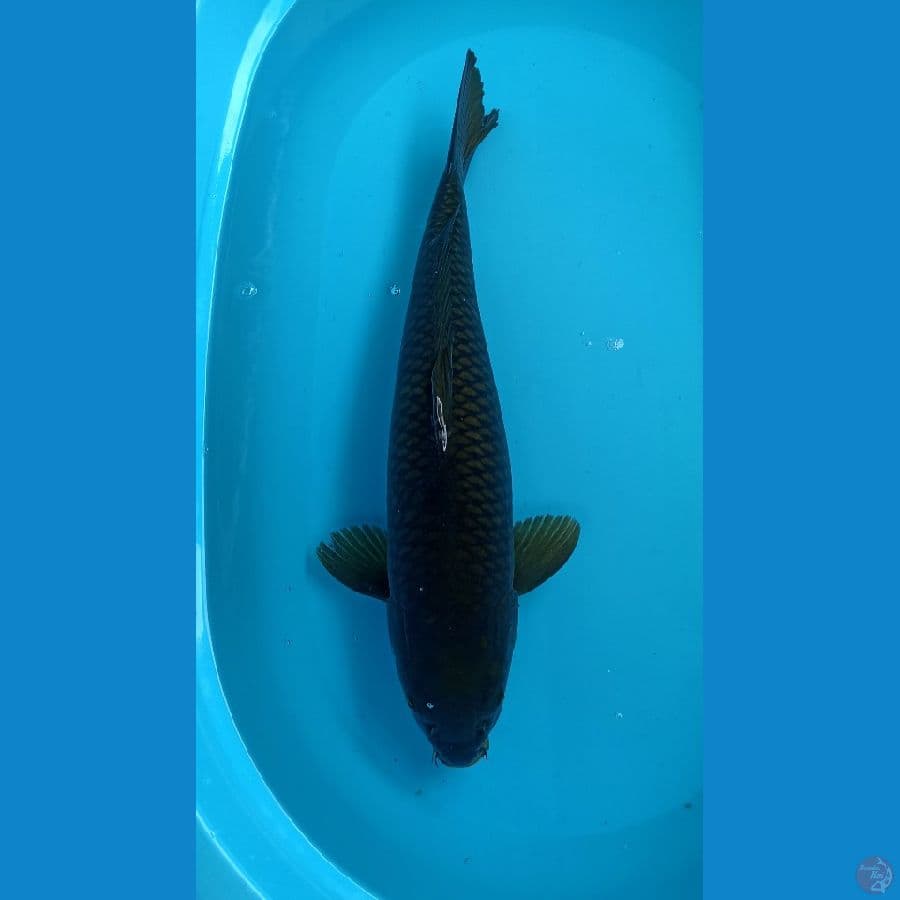 black chagoi 52cm