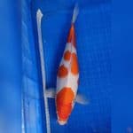 KOHAKU JUMBO 40cm/Fm