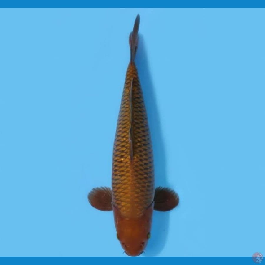 Chagoi Tembaga HQ Male 43cm