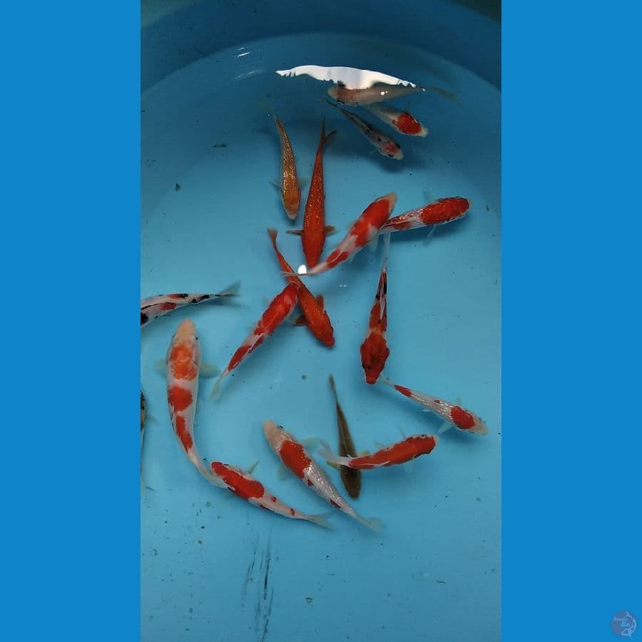 mic 15 ekor
