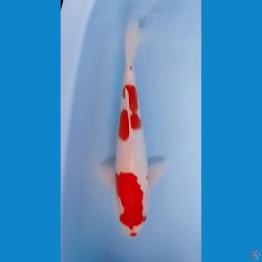 Kohaku Strong 35cm