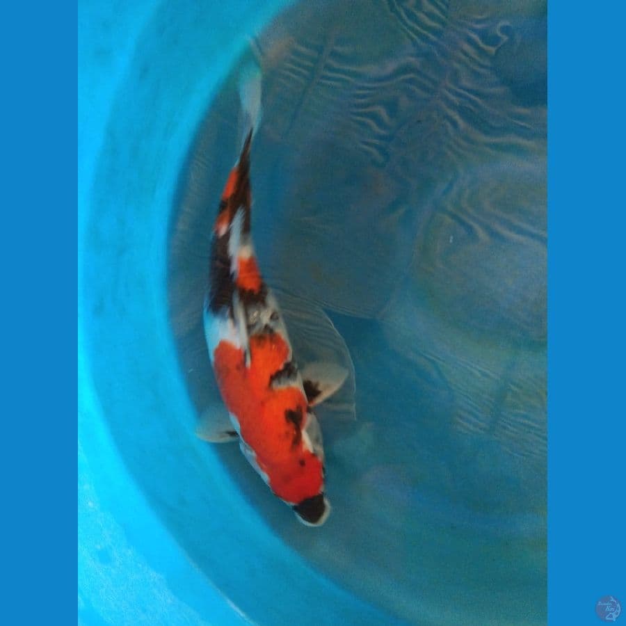 sowa 35cm motogoro cantik